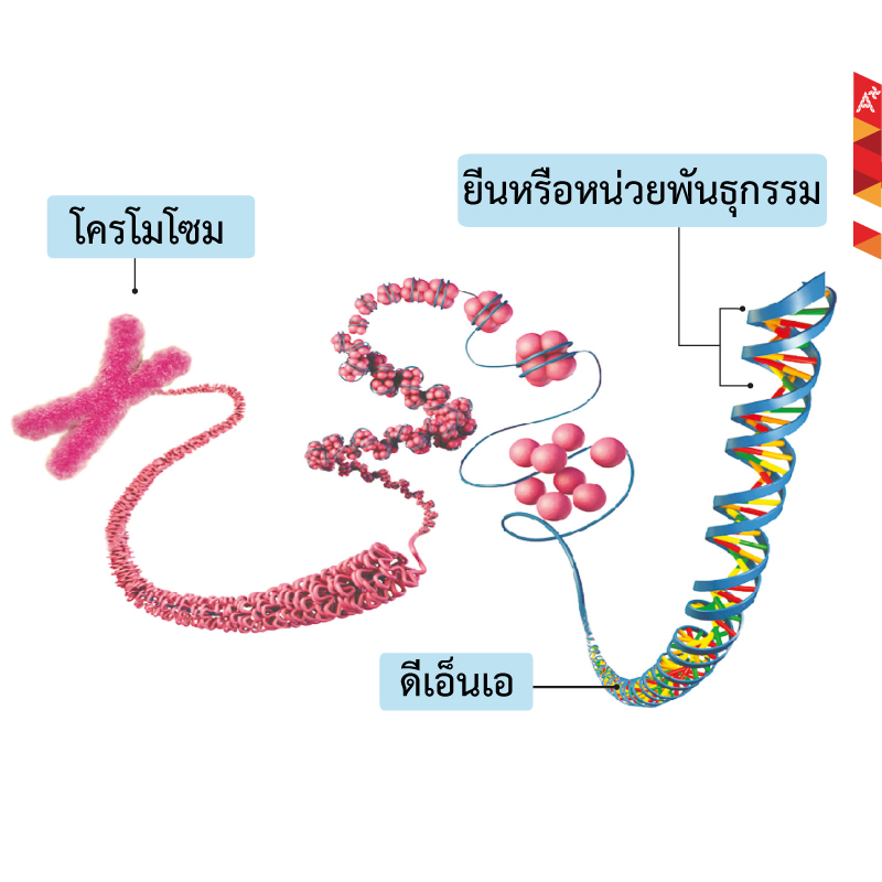 วิทยาศาสตร์ พันธุกรรม